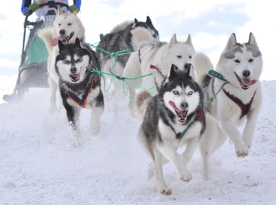 course de chiens de traineau